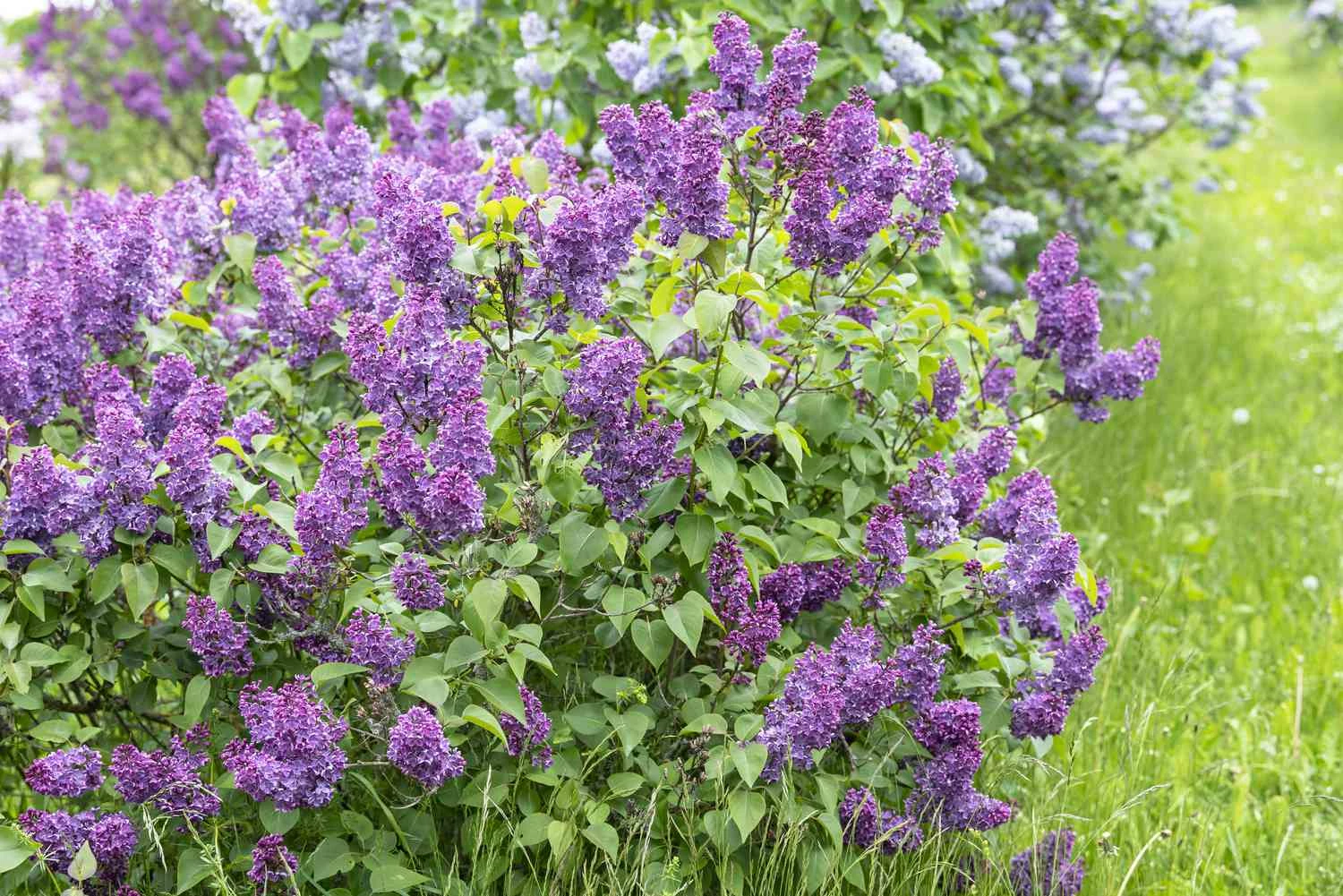 Ornamental Shrubs Sales -Ornamental Shrubs Sales 2