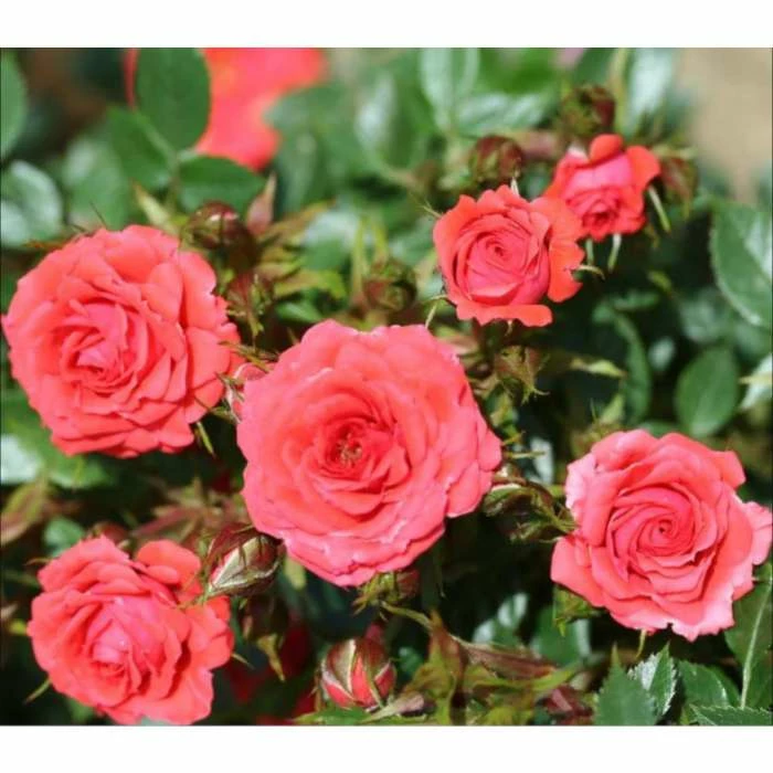 Best reviews of ✔️ Birthday Wishes' Patio Rose - 5.5L Pot 💯 1 Best reviews of ✔️ Birthday Wishes' Patio Rose - 5.5L Pot 💯