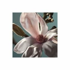 Coupon 👏 Magnolia soulangeana 🎁 -Ornamental Shrubs Sales P20001 add image 1 7910
