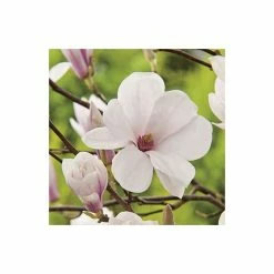 Coupon 👏 Magnolia soulangeana 🎁 -Ornamental Shrubs Sales P20001 add image 4 4591