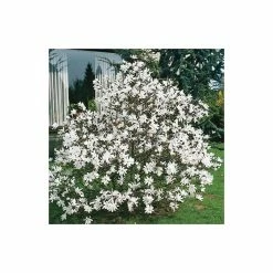 Top 10 🔥 Magnolia stellata 💯 -Ornamental Shrubs Sales P20002 add image 2 deca