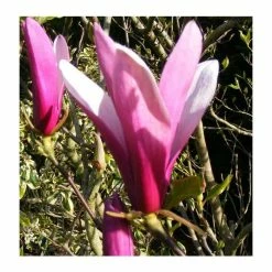 Flash Sale 🧨 Magnolia 'Susan' 👍 -Ornamental Shrubs Sales P20003 add image 1 92f3