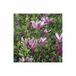 Flash Sale 🧨 Magnolia 'Susan' 👍 -Ornamental Shrubs Sales P20003 add image 3 54f9