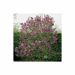 Flash Sale 🧨 Magnolia 'Susan' 👍