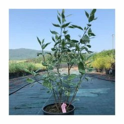 Hot Sale ๐งจ Cornus alba 'Elegantissima' | Red-barked ๐ Dogwood | 10L Pot | 90-120cm ๐ฏ 6 Hot Sale ๐งจ Cornus alba 'Elegantissima' | Red-barked ๐ Dogwood | 10L Pot | 90-120cm ๐ฏ -Ornamental Shrubs Sales P20004 add image 1 2aaf