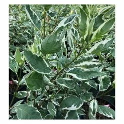 Hot Sale ๐งจ Cornus alba 'Elegantissima' | Red-barked ๐ Dogwood | 10L Pot | 90-120cm ๐ฏ 7 Hot Sale ๐งจ Cornus alba 'Elegantissima' | Red-barked ๐ Dogwood | 10L Pot | 90-120cm ๐ฏ -Ornamental Shrubs Sales P20004 add image 2 6832