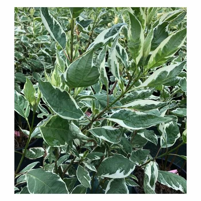 Hot Sale ๐งจ Cornus alba 'Elegantissima' | Red-barked ๐ Dogwood | 10L Pot | 90-120cm ๐ฏ 4 Hot Sale ๐งจ Cornus alba 'Elegantissima' | Red-barked ๐ Dogwood | 10L Pot | 90-120cm ๐ฏ - Image 4