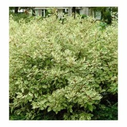 Hot Sale ๐งจ Cornus alba 'Elegantissima' | Red-barked ๐ Dogwood | 10L Pot | 90-120cm ๐ฏ