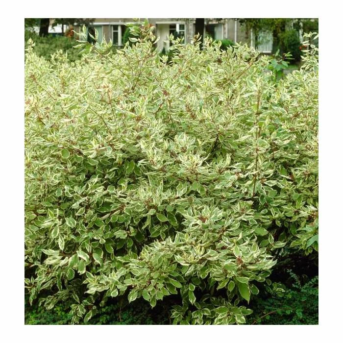 Hot Sale ๐งจ Cornus alba 'Elegantissima' | Red-barked ๐ Dogwood | 10L Pot | 90-120cm ๐ฏ 1 Hot Sale ๐งจ Cornus alba 'Elegantissima' | Red-barked ๐ Dogwood | 10L Pot | 90-120cm ๐ฏ