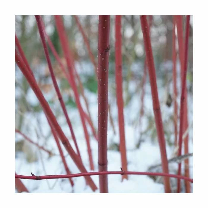 Hot Sale ๐งจ Cornus alba 'Elegantissima' | Red-barked ๐ Dogwood | 10L Pot | 90-120cm ๐ฏ 2 Hot Sale ๐งจ Cornus alba 'Elegantissima' | Red-barked ๐ Dogwood | 10L Pot | 90-120cm ๐ฏ - Image 2