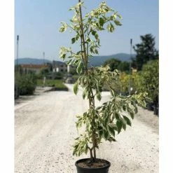 Promo 🛒 Cornus controversa 'Variegata' | Wedding cake tree | 10L Pot ✔️ -Ornamental Shrubs Sales P20006 add image 1 38d7