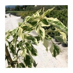 Promo 🛒 Cornus controversa 'Variegata' | Wedding cake tree | 10L Pot ✔️ -Ornamental Shrubs Sales P20006 add image 2 bf38