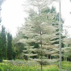 Promo 🛒 Cornus controversa 'Variegata' | Wedding cake tree | 10L Pot ✔️