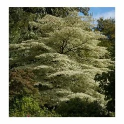 Ornamental Shrubs Sales -Ornamental Shrubs Sales P20006 rollover image b476