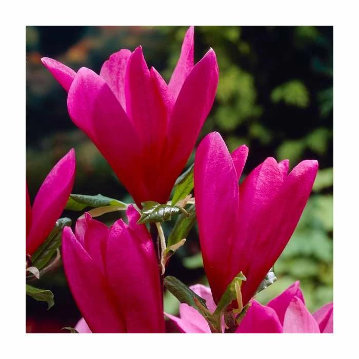 Promo โ๏ธ Magnolia Tree Collection | Stellata, Susan & Soulangeana ๐ 2 Promo โ๏ธ Magnolia Tree Collection | Stellata, Susan & Soulangeana ๐ - Image 2