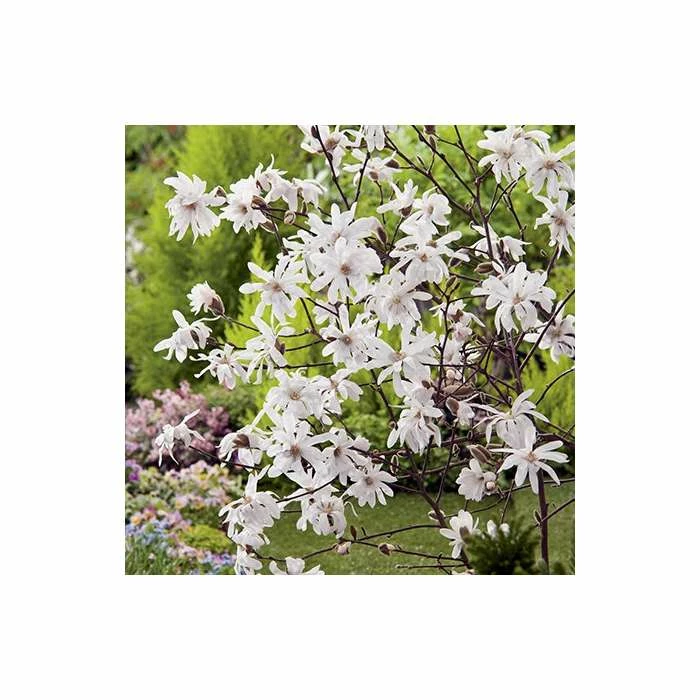 Promo โ๏ธ Magnolia Tree Collection | Stellata, Susan & Soulangeana ๐ 3 Promo โ๏ธ Magnolia Tree Collection | Stellata, Susan & Soulangeana ๐ - Image 3