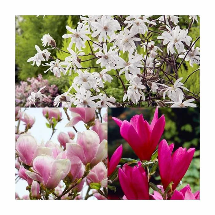 Promo โ๏ธ Magnolia Tree Collection | Stellata, Susan & Soulangeana ๐ 1 Promo โ๏ธ Magnolia Tree Collection | Stellata, Susan & Soulangeana ๐