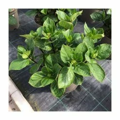 Coupon 🛒 Hydrangea 'Rendez-vous Choco Chic' | 5L Pot 👍