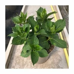 Discount ⭐ Hydrangea 'Rendez-vous Elegance' | 5L Pot 🥰