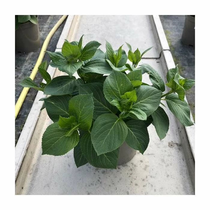 Cheap 🔔 Hydrangea 'Rendez-vous French Cancan Rose' | 5L Pot 😉 1 Cheap 🔔 Hydrangea 'Rendez-vous French Cancan Rose' | 5L Pot 😉