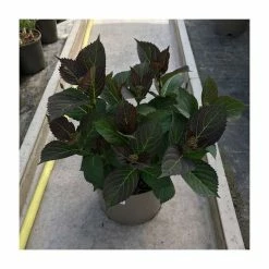 Deals 🤩 Hydrangea 'Rendez-vous French Cancan Bleu' | 5L Pot 🔔