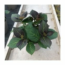 Top 10 🛒 Hydrangea 'Rendez-vous Mademoiselle' | 5L Pot 🎁