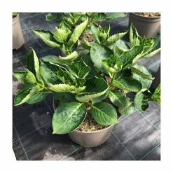 Outlet 😀 Hydrangea 'Rendez-vous Romantique' | 5L Pot ❤️