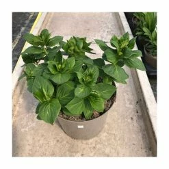 Flash Sale 🛒 Hydrangea 'You & Me Forever Rose' | 5L Pot 🎁