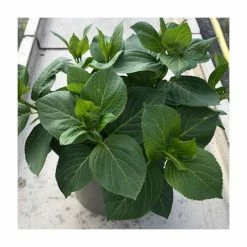 Brand new 👍 Hydrangea 'You & Me Romance Blue' | 5L Pot 🌟