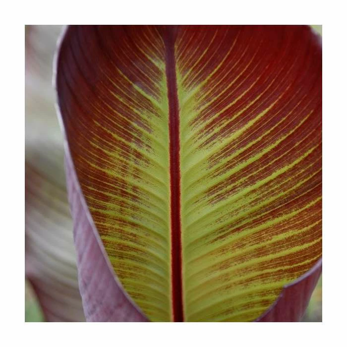 New ๐ Ensete ventricosum 'Maurelii' | 3L Pot ๐คฉ 2 New ๐ Ensete ventricosum 'Maurelii' | 3L Pot ๐คฉ - Image 2