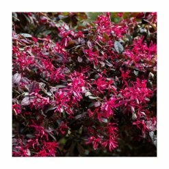 Cheapest β€οΈ Loropetalum 'Black Pearl' | 10L Pot π