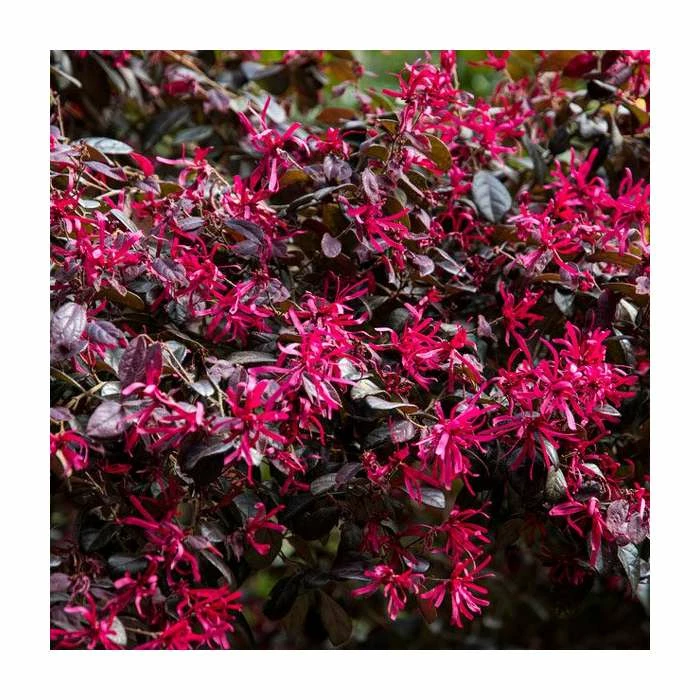 Cheapest โค๏ธ Loropetalum 'Black Pearl' | 10L Pot ๐ 1 Cheapest โค๏ธ Loropetalum 'Black Pearl' | 10L Pot ๐
