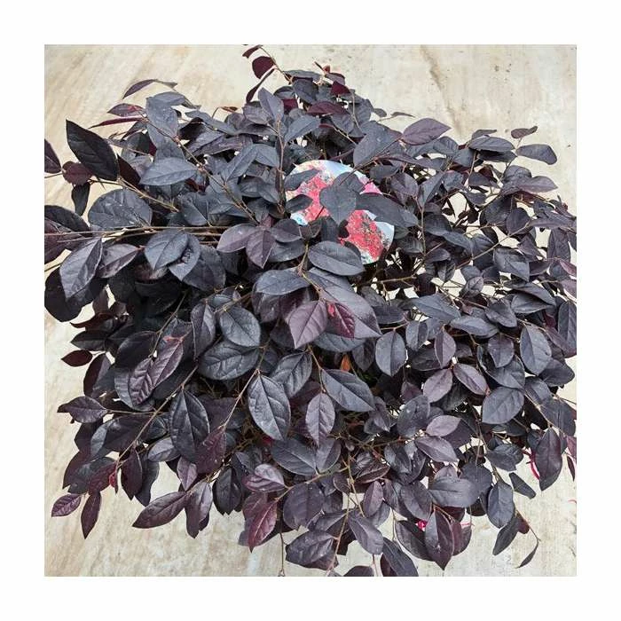Cheapest โค๏ธ Loropetalum 'Black Pearl' | 10L Pot ๐ 2 Cheapest โค๏ธ Loropetalum 'Black Pearl' | 10L Pot ๐ - Image 2