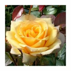 Flash Sale โ๏ธ Especially For You' Bush Rose - 5.5L Pot ๐