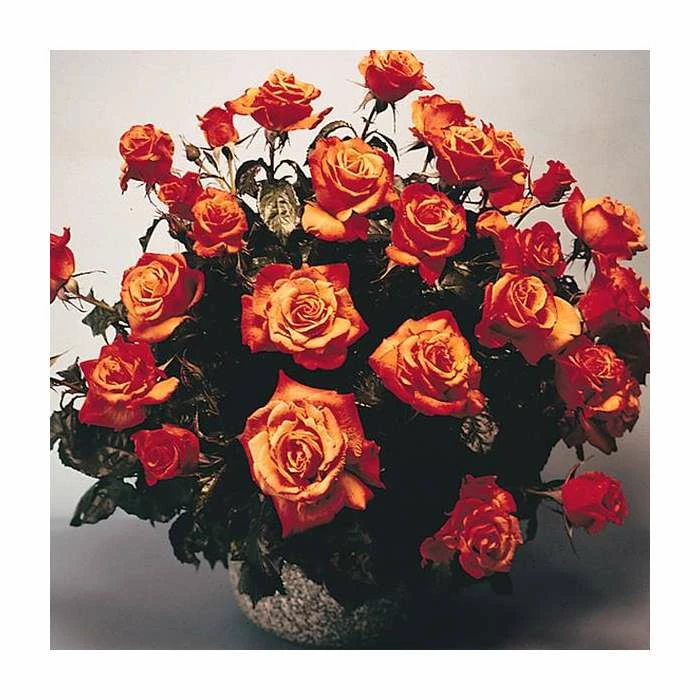 Wholesale π 'Remember Me' Bush Rose - 5.5L Pot β 2 Wholesale π 'Remember Me' Bush Rose - 5.5L Pot β - Image 2