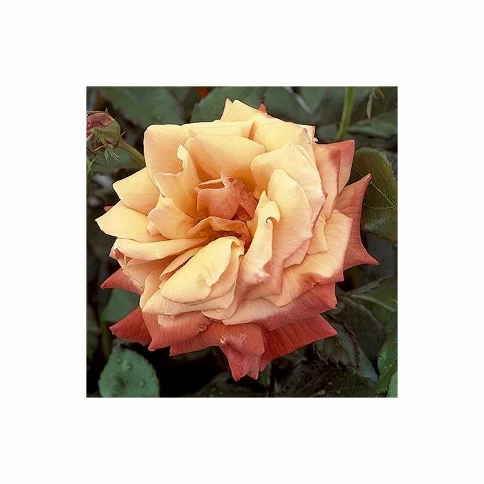 Wholesale π 'Remember Me' Bush Rose - 5.5L Pot β 3 Wholesale π 'Remember Me' Bush Rose - 5.5L Pot β - Image 3
