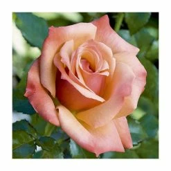 Wholesale ๐ 'Remember Me' Bush Rose - 5.5L Pot โญ