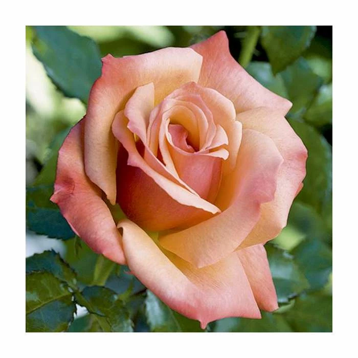 Wholesale π 'Remember Me' Bush Rose - 5.5L Pot β 1 Wholesale π 'Remember Me' Bush Rose - 5.5L Pot β