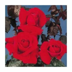 Flash Sale 👍 Thinking Of You' Bush Rose - 5.5L Pot 🎉