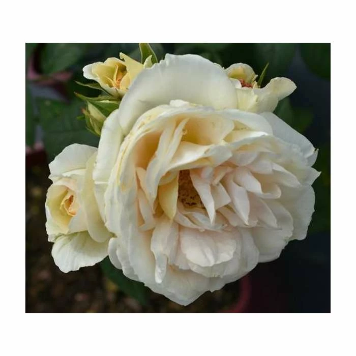Discount โจ Champagne Moment' Bush Rose - 5.5L Pot ๐คฉ 2 Discount โจ Champagne Moment' Bush Rose - 5.5L Pot ๐คฉ - Image 2