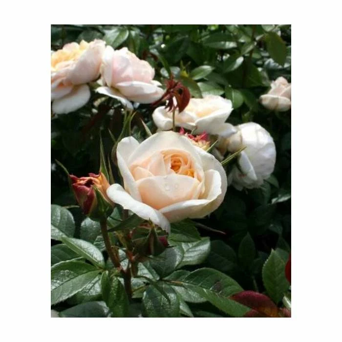 Discount โจ Champagne Moment' Bush Rose - 5.5L Pot ๐คฉ 3 Discount โจ Champagne Moment' Bush Rose - 5.5L Pot ๐คฉ - Image 3