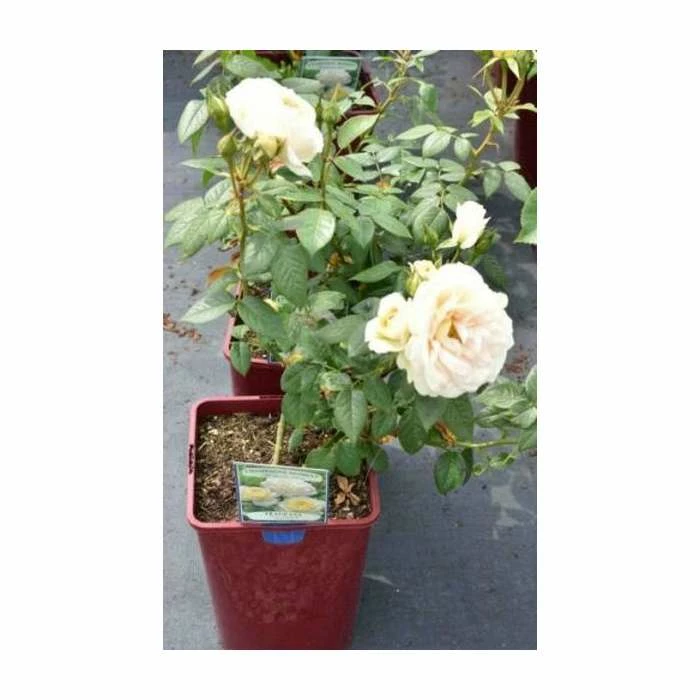 Discount โจ Champagne Moment' Bush Rose - 5.5L Pot ๐คฉ 4 Discount โจ Champagne Moment' Bush Rose - 5.5L Pot ๐คฉ - Image 4