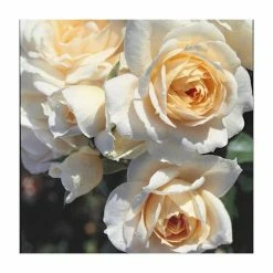 Discount ✨ Champagne Moment' Bush Rose - 5.5L Pot 🤩