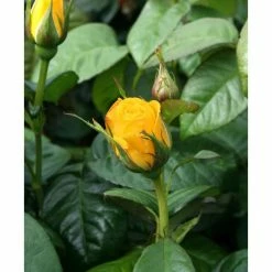 Hot Sale ✔️ Golden Wedding' Bush Rose - 5.5L Pot 🛒 -Ornamental Shrubs Sales PL11011 add image 1 fd9e