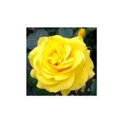Hot Sale ✔️ Golden Wedding' Bush Rose - 5.5L Pot 🛒 -Ornamental Shrubs Sales PL11011 add image 2 fbde
