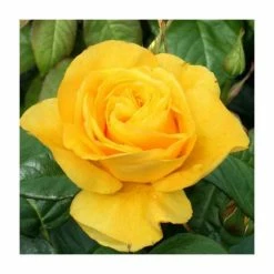 Hot Sale ✔️ Golden Wedding' Bush Rose - 5.5L Pot 🛒