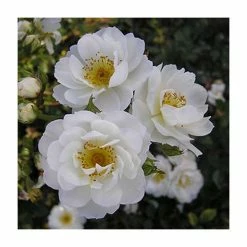 Coupon ๐ Newly Wed' Patio Rose - 5.5L Pot ๐