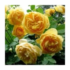 Cheapest 🔥 'Golden Anniversary' Patio Rose - 5.5L Pot ⌛ -Ornamental Shrubs Sales PL11018 add image 3 9425