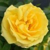 Cheapest 🔥 'Golden Anniversary' Patio Rose - 5.5L Pot ⌛
