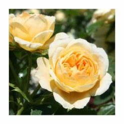 Discount 👍 'Sweet Memories' Bush Rose - 5.5L Pot 😉